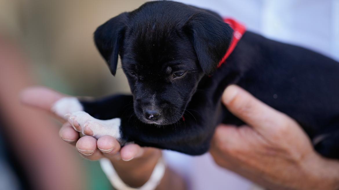 La Comunidad de Madrid facilitó la adopción de 3.000 animales de compañía
