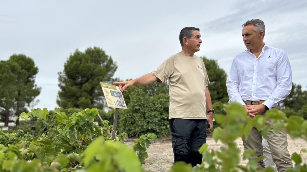 Descubre las 20 variedades de vid autóctonas que la Comunidad de Madrid está investigando para elevar la calidad de sus vinos