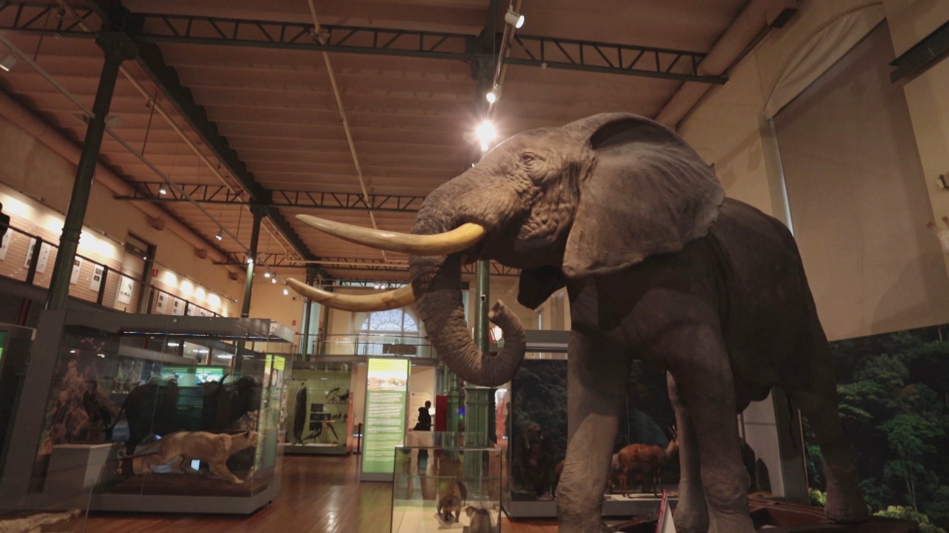 Museo Nacional de Ciencias Naturales: Descubre la riqueza natural de Madrid