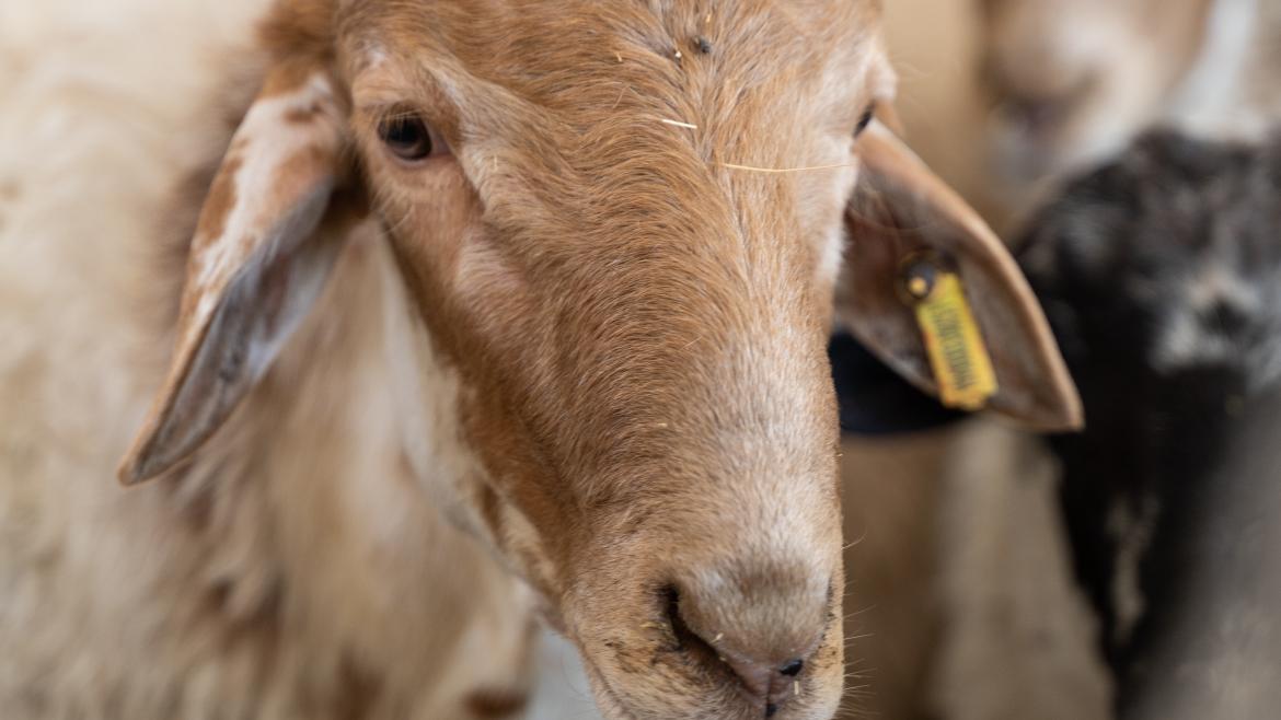 Medidas preventivas en Madrid para combatir la enfermedad de la lengua azul en ganado bovino y ovino