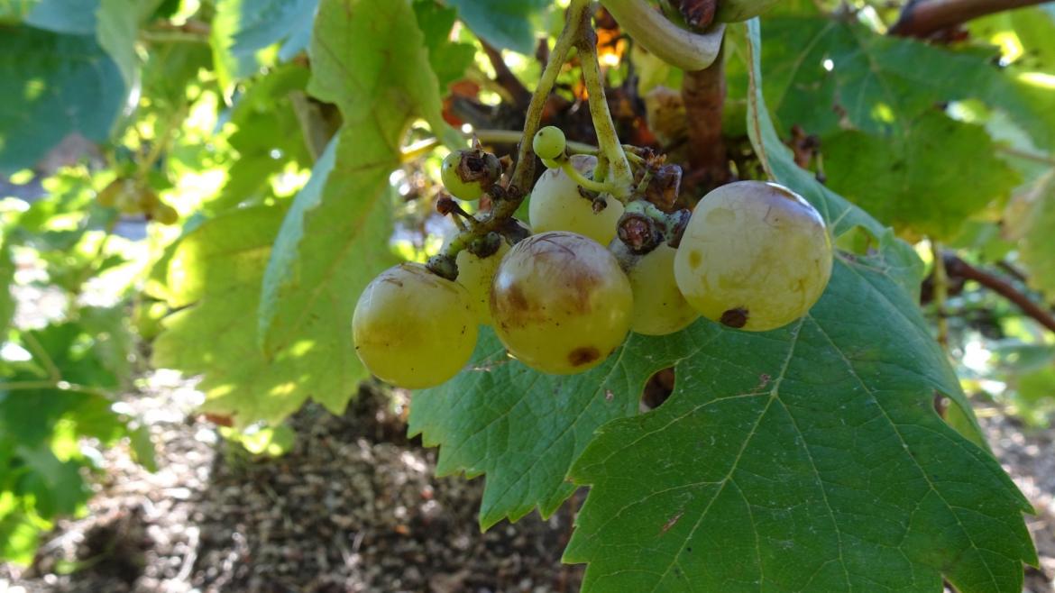 Descubrimiento en la Comunidad de Madrid: Encuentran una variedad de uva centenaria que se creía extinta en la región