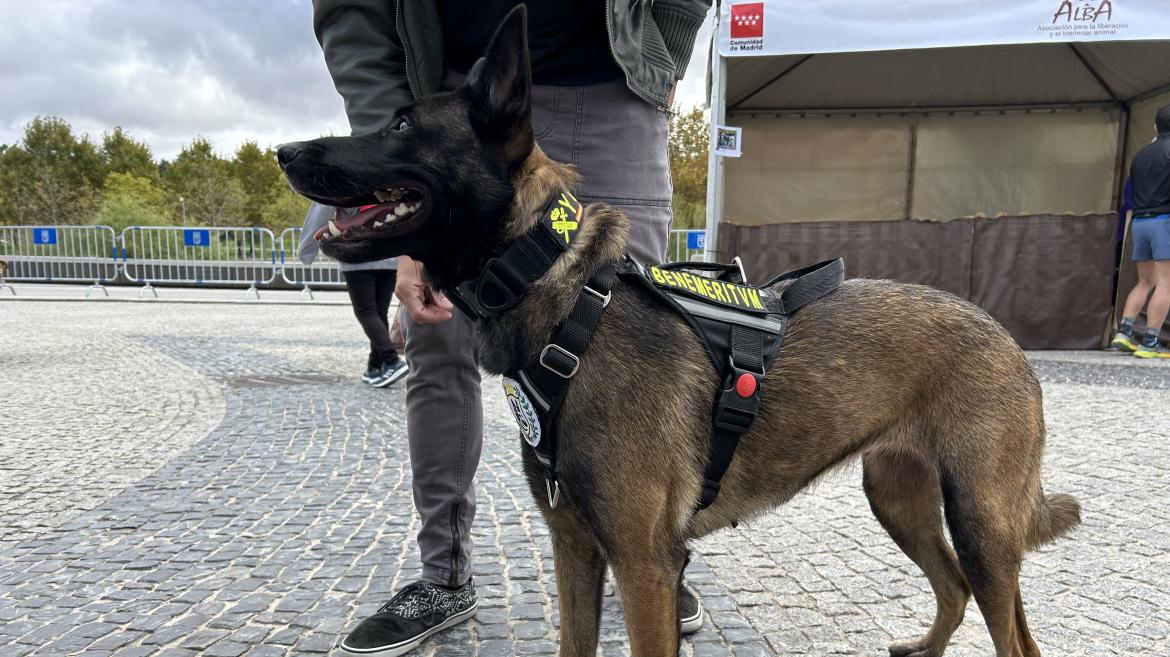 La Comunidad de Madrid aumenta los hogares para mascotas en su XIX Salón de Adopción