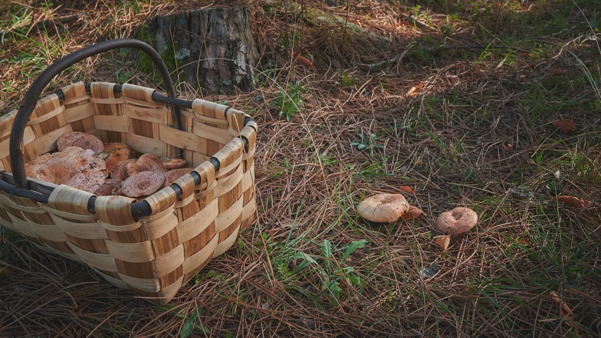 Consejos para una recogida segura de setas en la Comunidad de Madrid