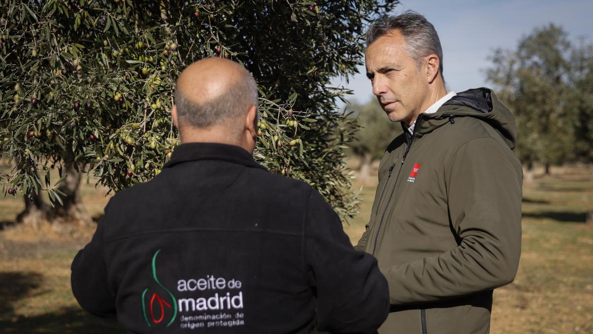 Descubre la emoción del primer día de cosecha de la Denominación de Origen Protegida Aceite de Madrid en la Comunidad de Madrid