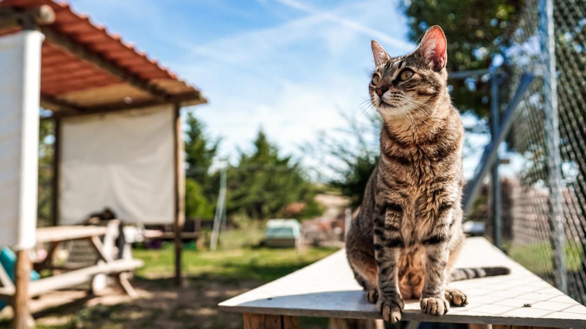 La Comunidad de Madrid incrementa su inversión en un 26% para el Centro Integral de Acogida de Animales: ¡Descubre todas las novedades!