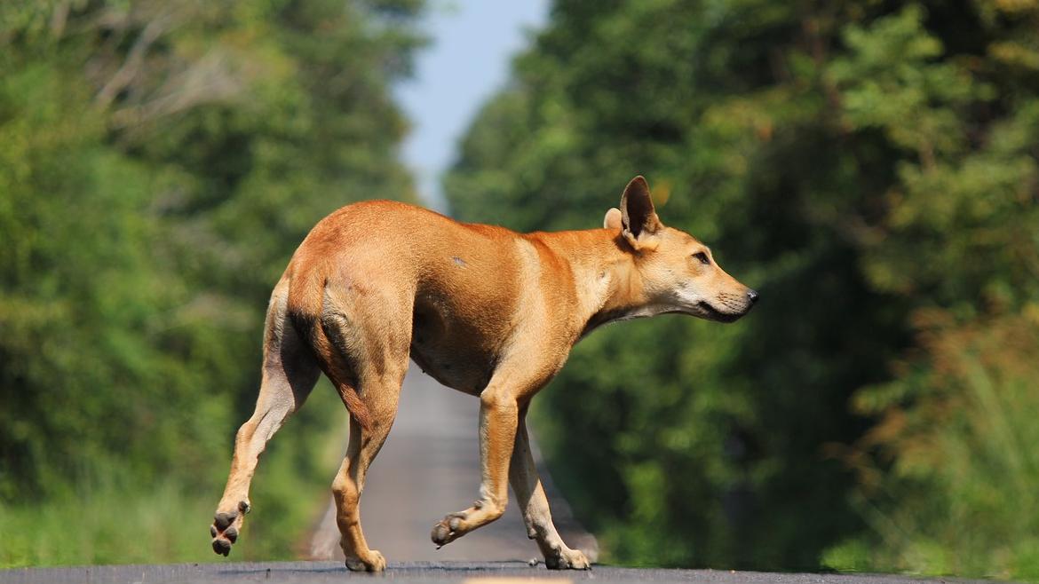 La Comunidad de Madrid logra un aumento del 8,8% en adopciones de animales de compañía y reduce un 3% los abandonos de perros: ¡Descubre cómo lo consiguió!