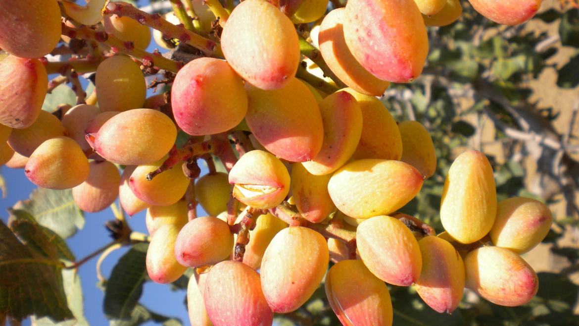 La Comunidad de Madrid busca acelerar la producción de pistachos: ¿Cómo lograrlo dos años antes?